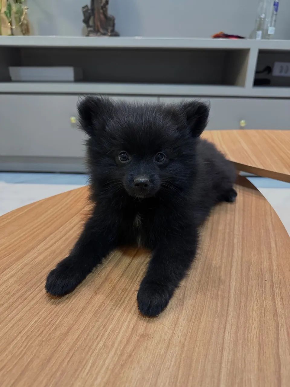 Filhote de Spitz alemão - Foto 4