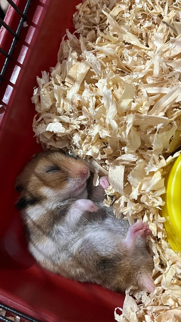 HAMSTER