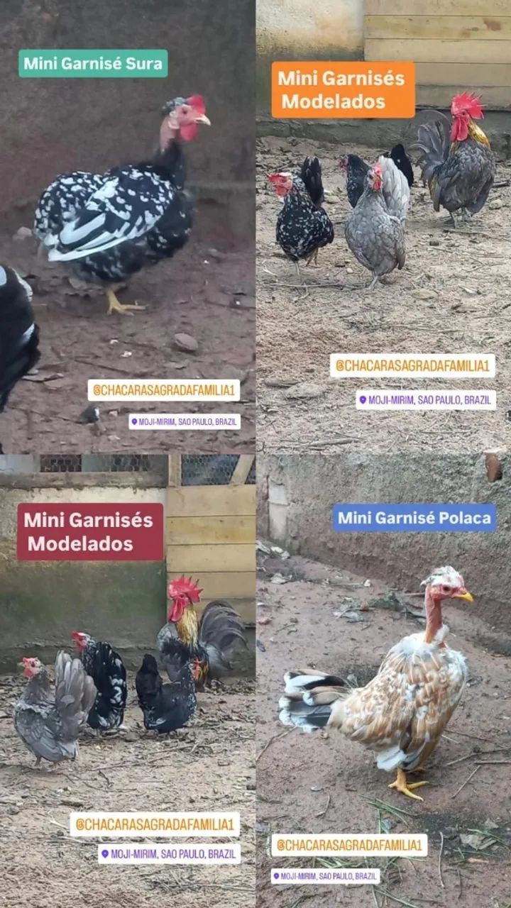 Galinha Mini Garnisé Modelado - Foto 3