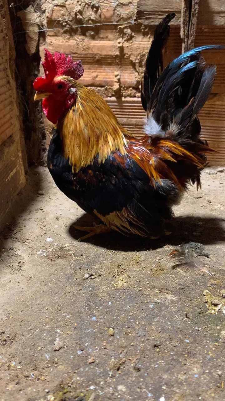 Vendo garnizé  0