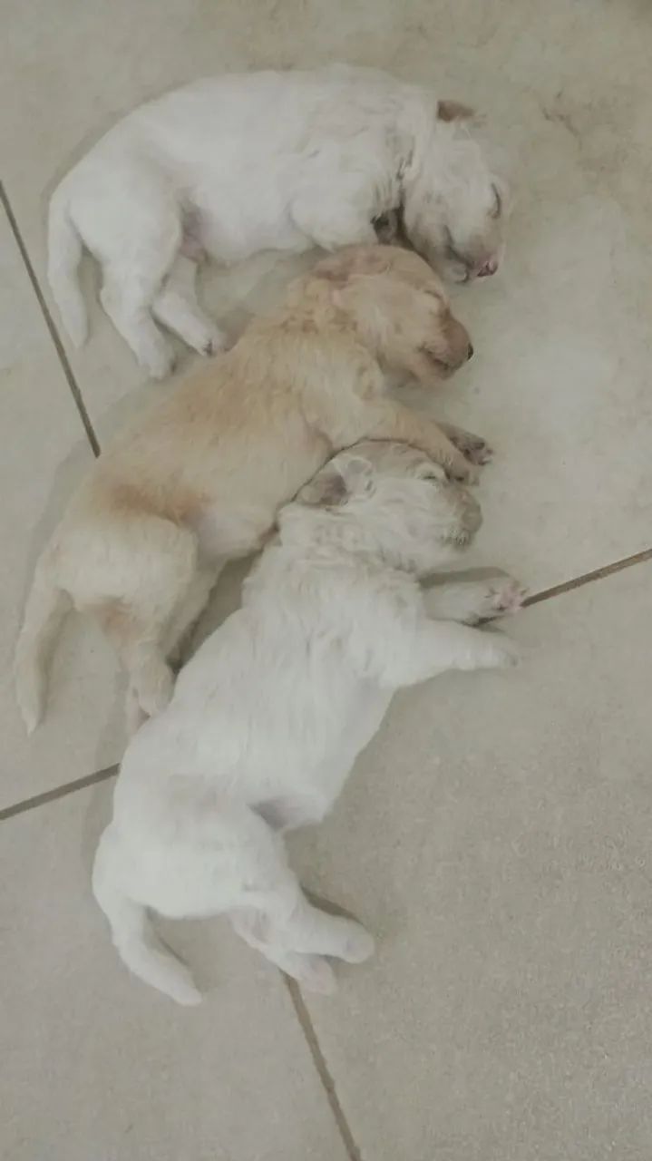 Cachorrinho poodle 