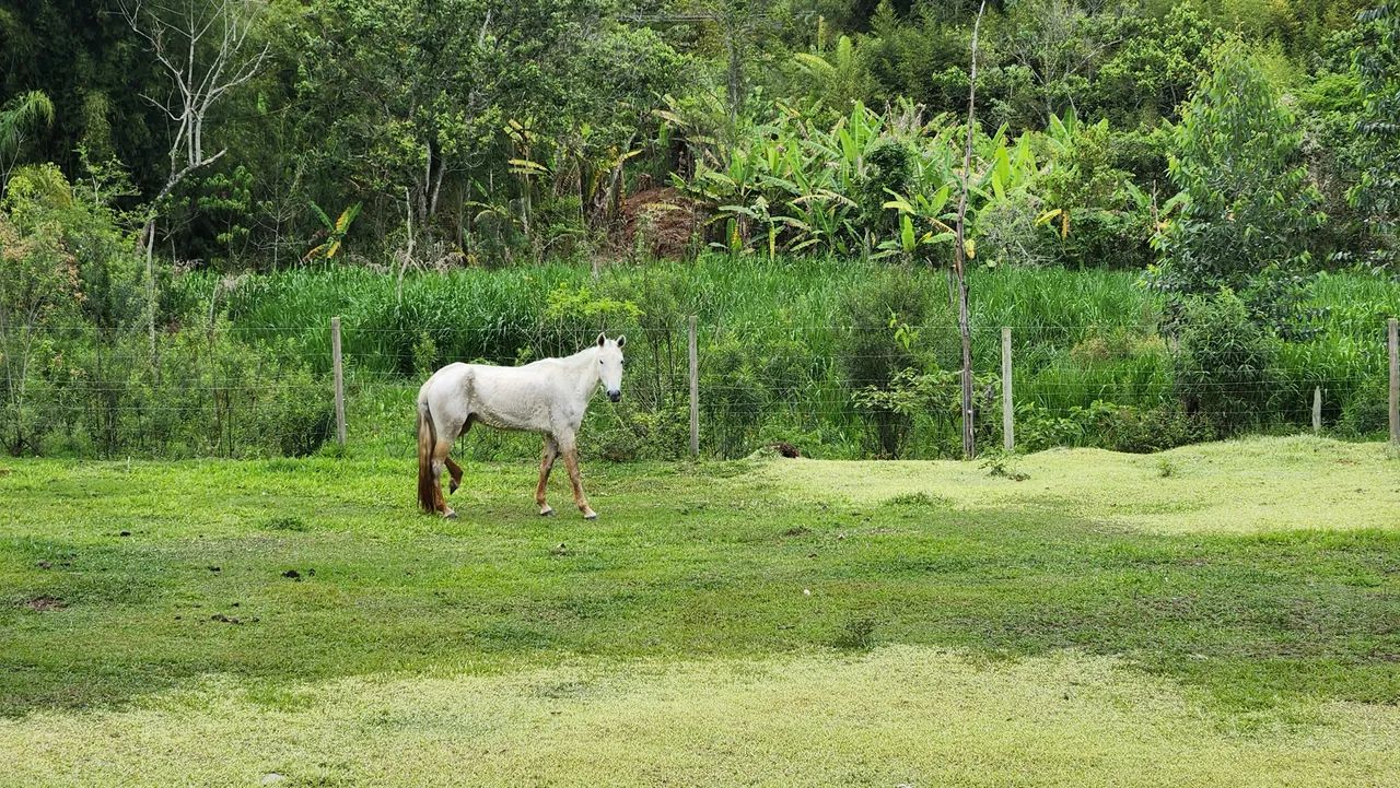 Vendo Cavalo e Égua  - Foto 3