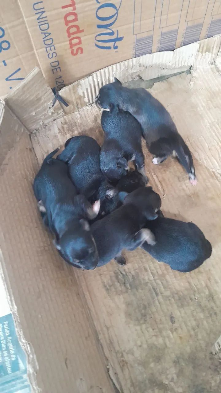 Cachorro pinscher  - Foto 2