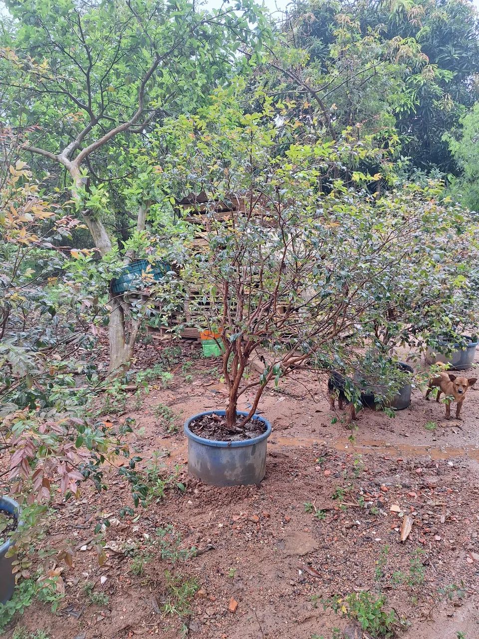 mudas de jabuticaba