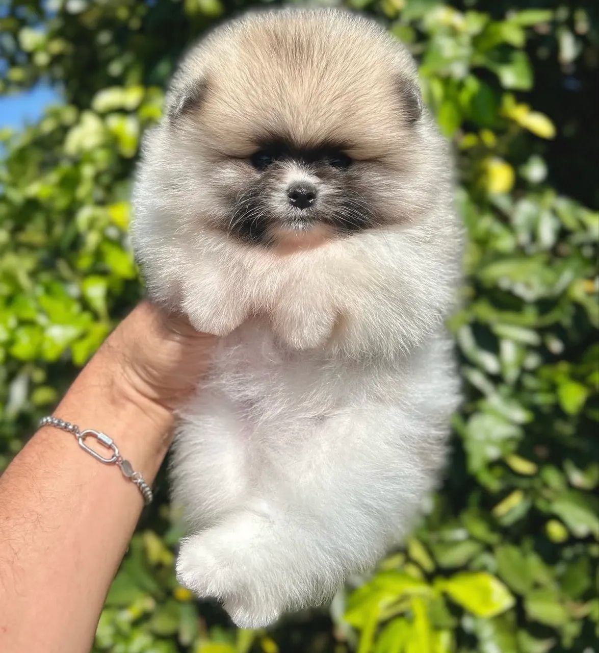 Spitz Alemão, bicolor, macho - Foto 2