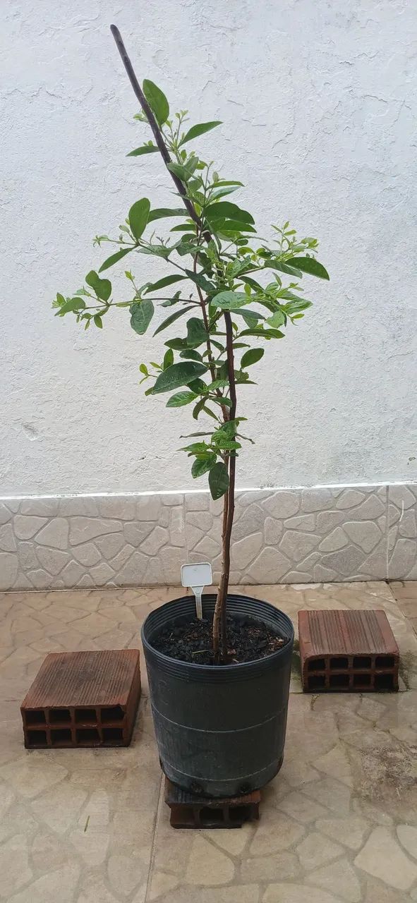 Muda de araçá amarelo - Foto 2
