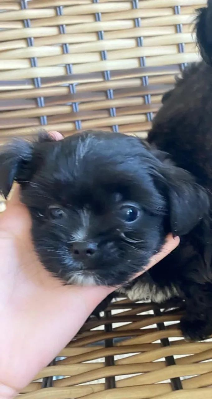 Filhotes Lhasa - Foto 2