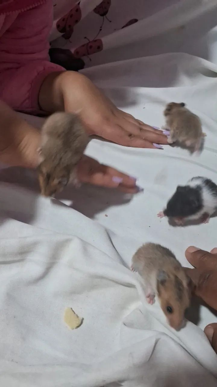 Hamster  - Foto 2