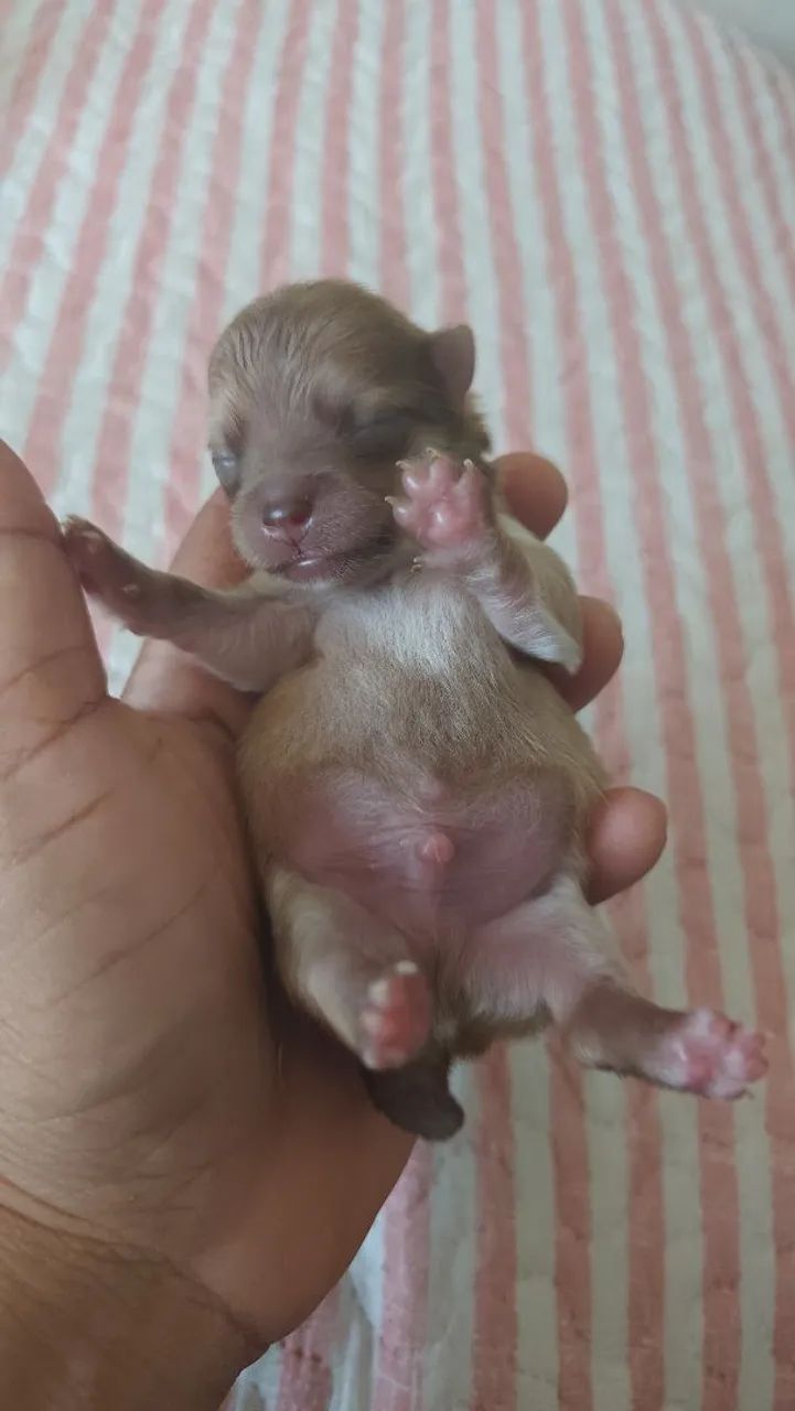 Filhotes Spitz pra vender  - Foto 3