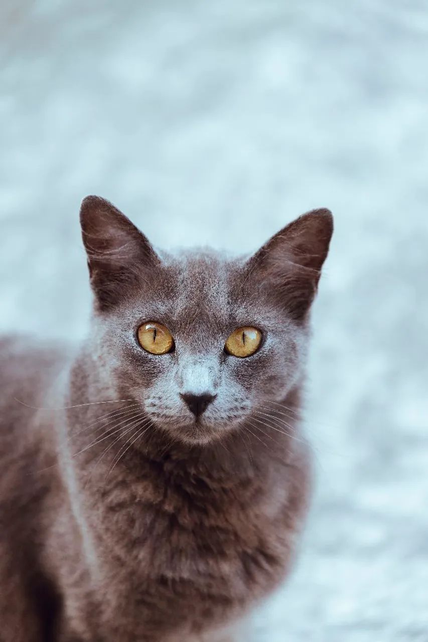 Lente Canon EF 70-300mm is usm L  - Foto 5