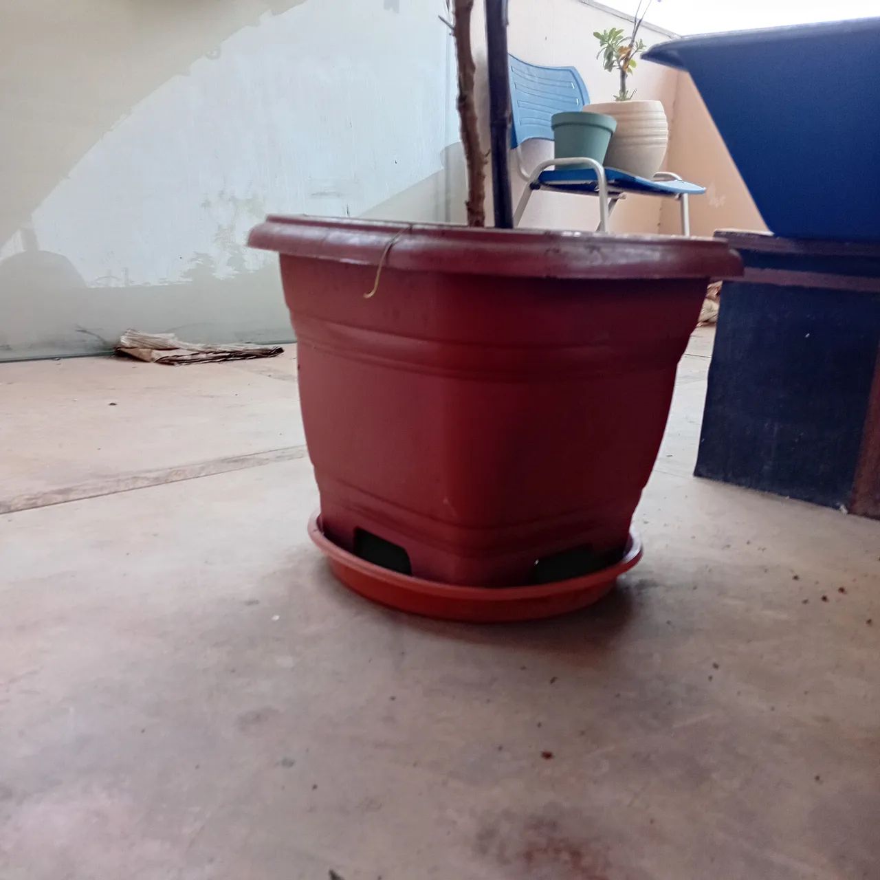 Pé de pimenta produzindo - Foto 5