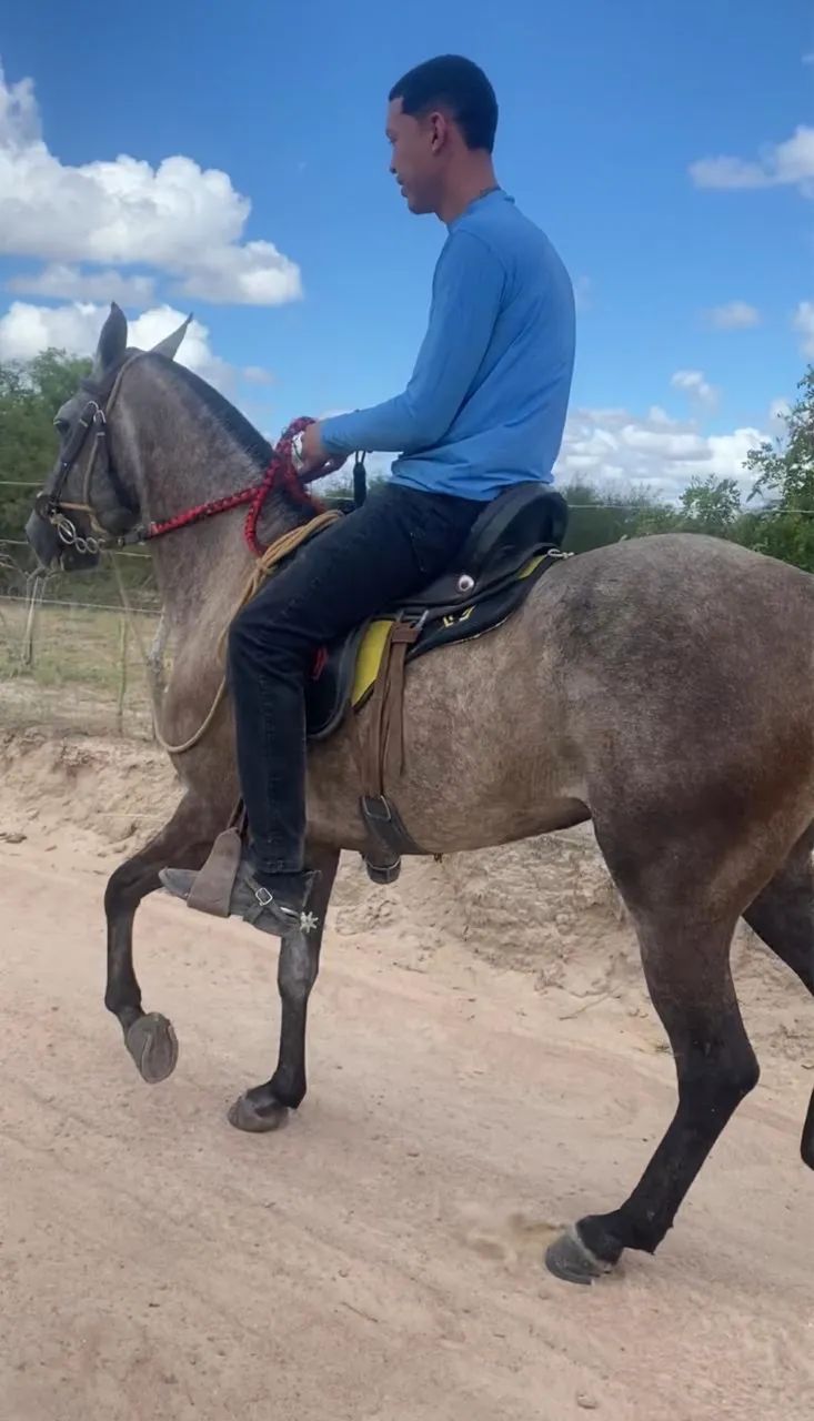 Égua mangalarga  - Foto 4
