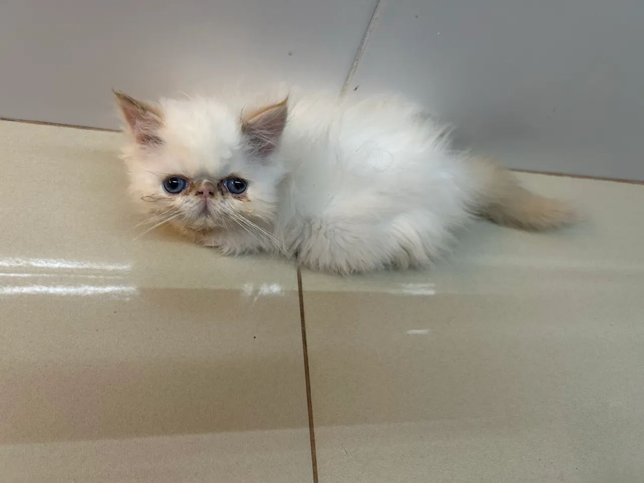 Gato macho persa 