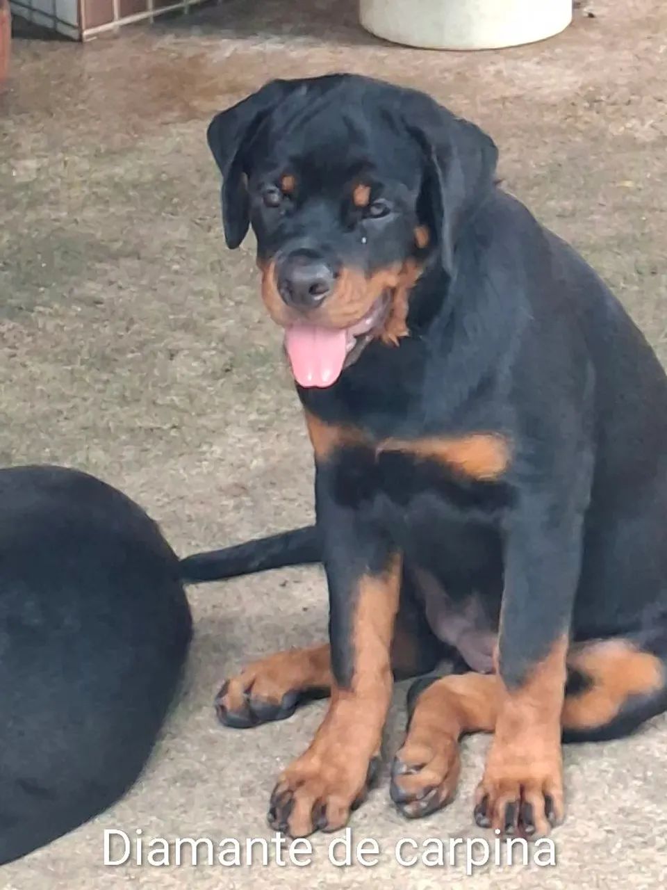 rottweiler  - Foto 3
