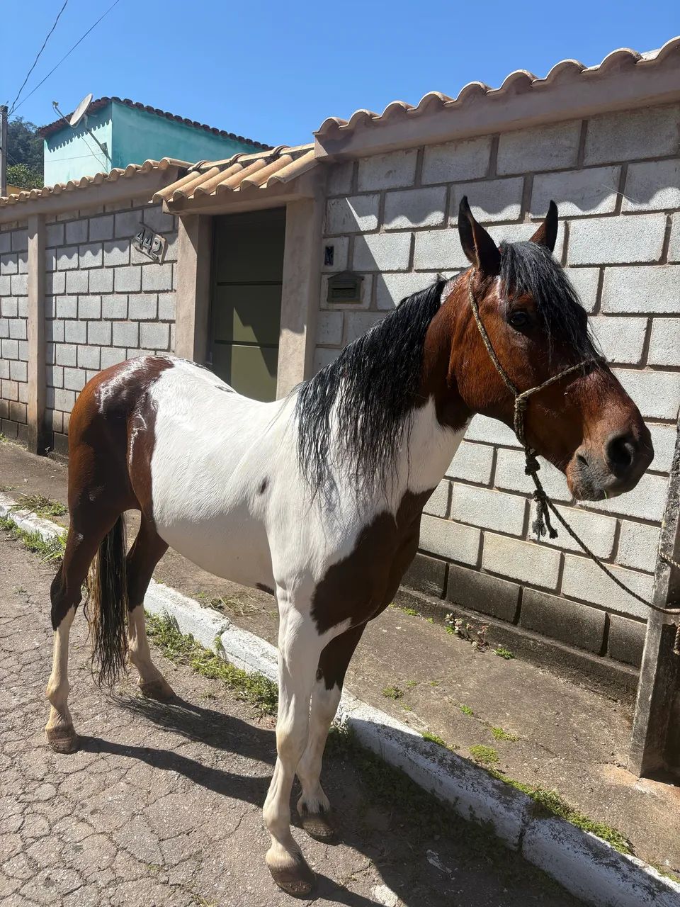 Cavalo marcha batida 