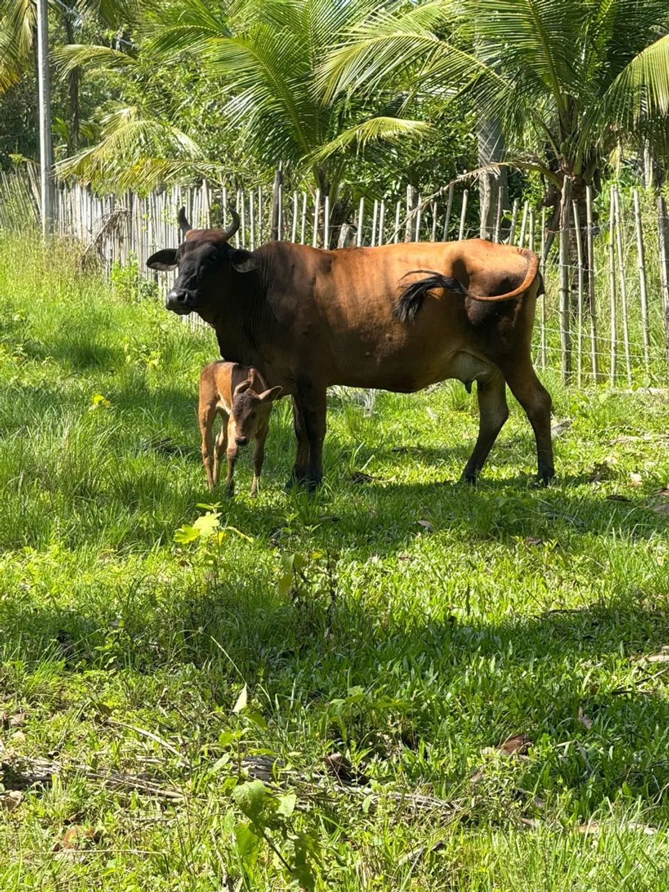 Vaca com Bezerra 