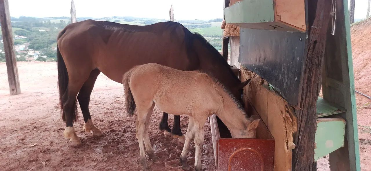 Vendo egua com potra fêmea  nasc 22/out - Foto 2