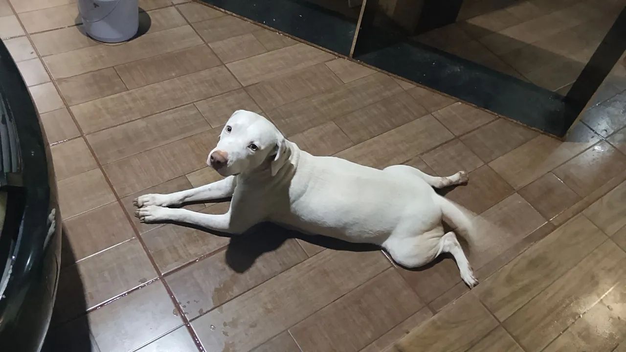Filhote  de pitbul  - Foto 2