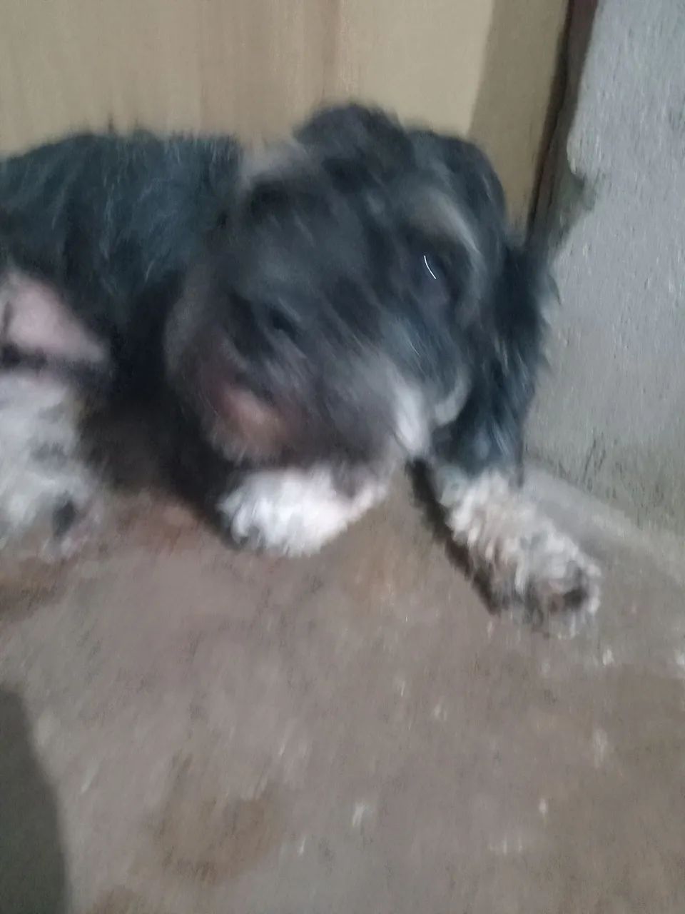 Doação de cachorro  - Foto 4