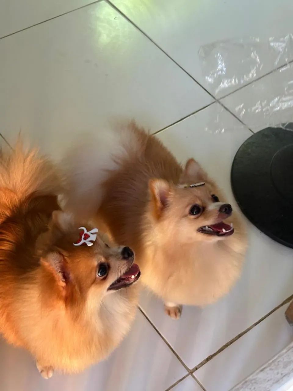 Spitz macho