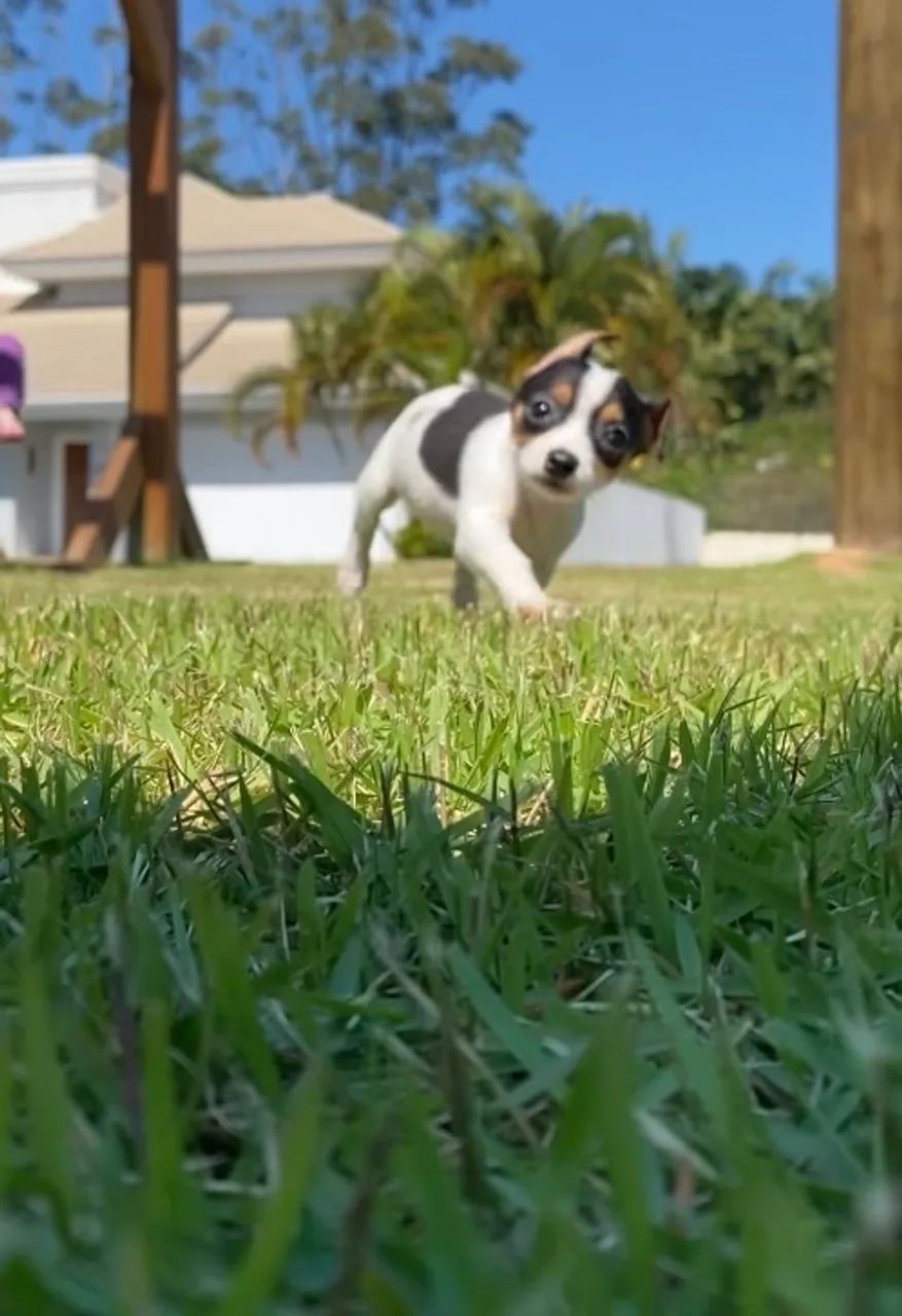 Pinscher zero - Foto 2