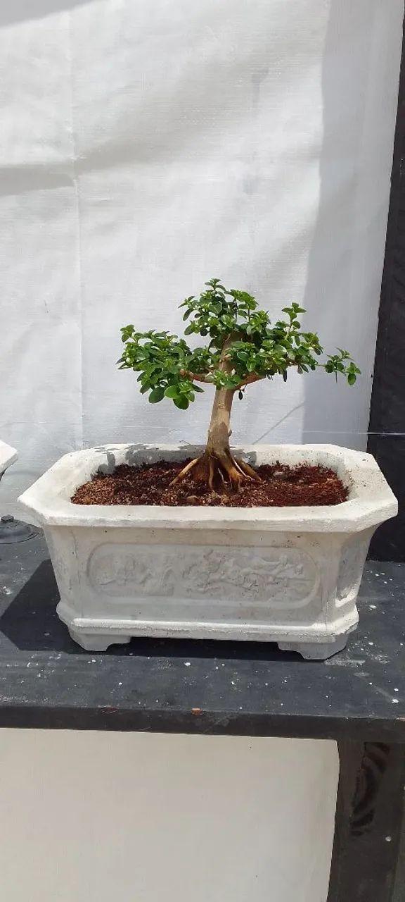 Bonsai