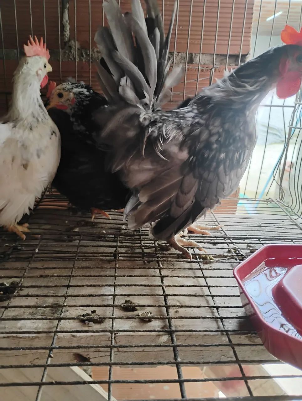 Casal Nagazaki  - Foto 4