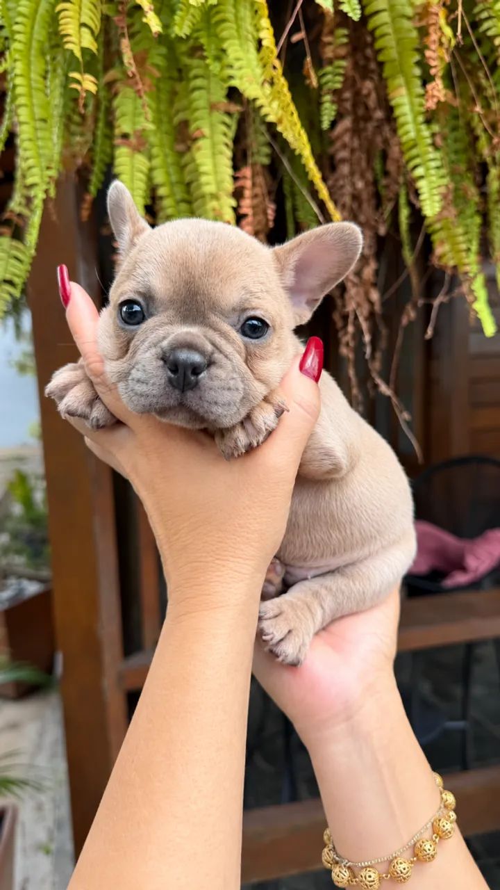 BULLDOG FRANCÊS