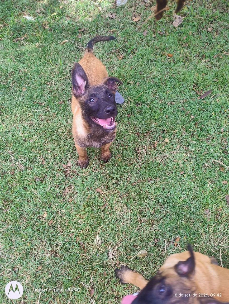 Pastor Belga Malinois 
