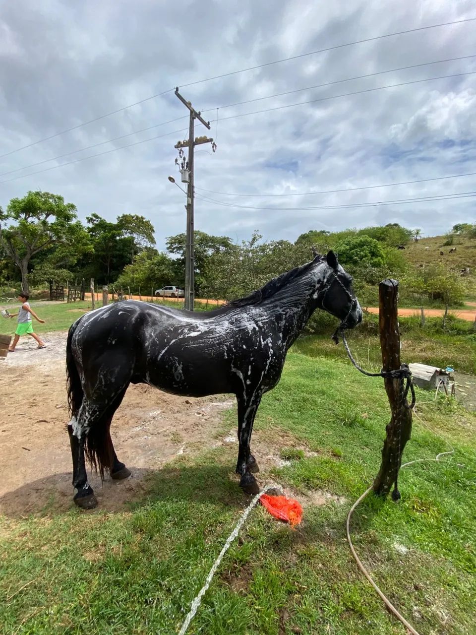 VENDO CAVALO MESTIÇO DE QM - Foto 3