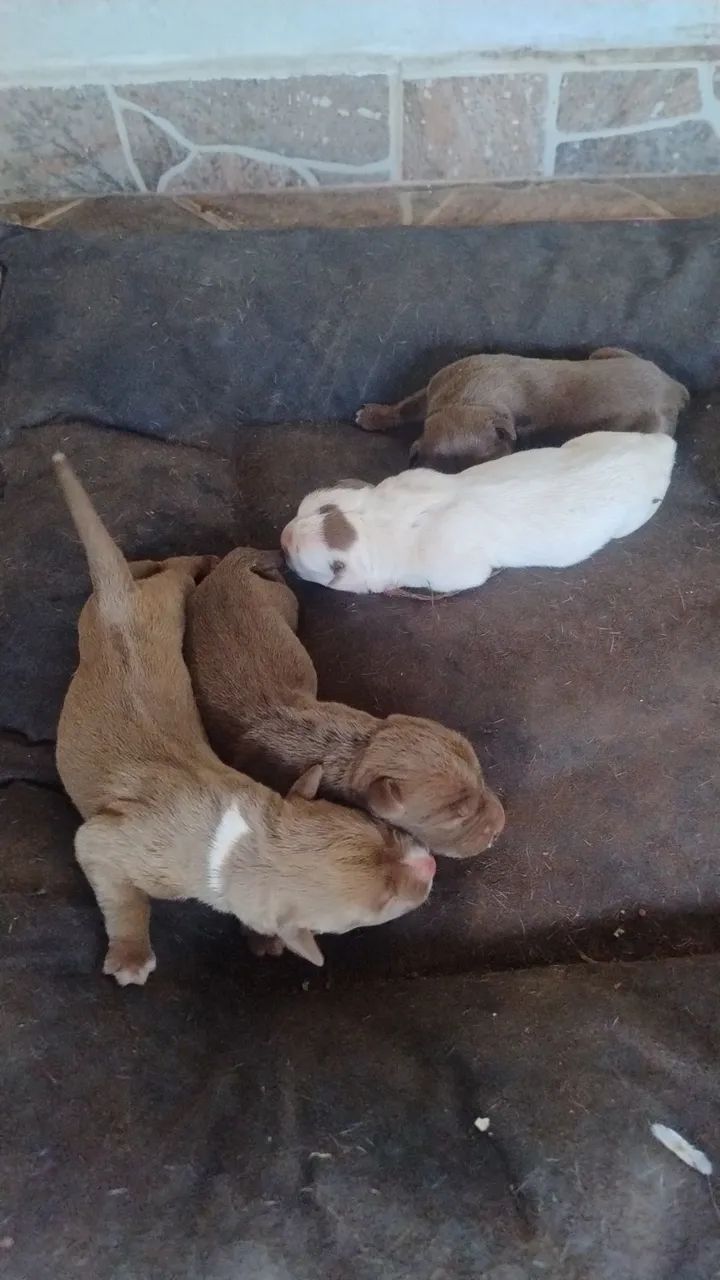Pit bull filhote - Foto 2