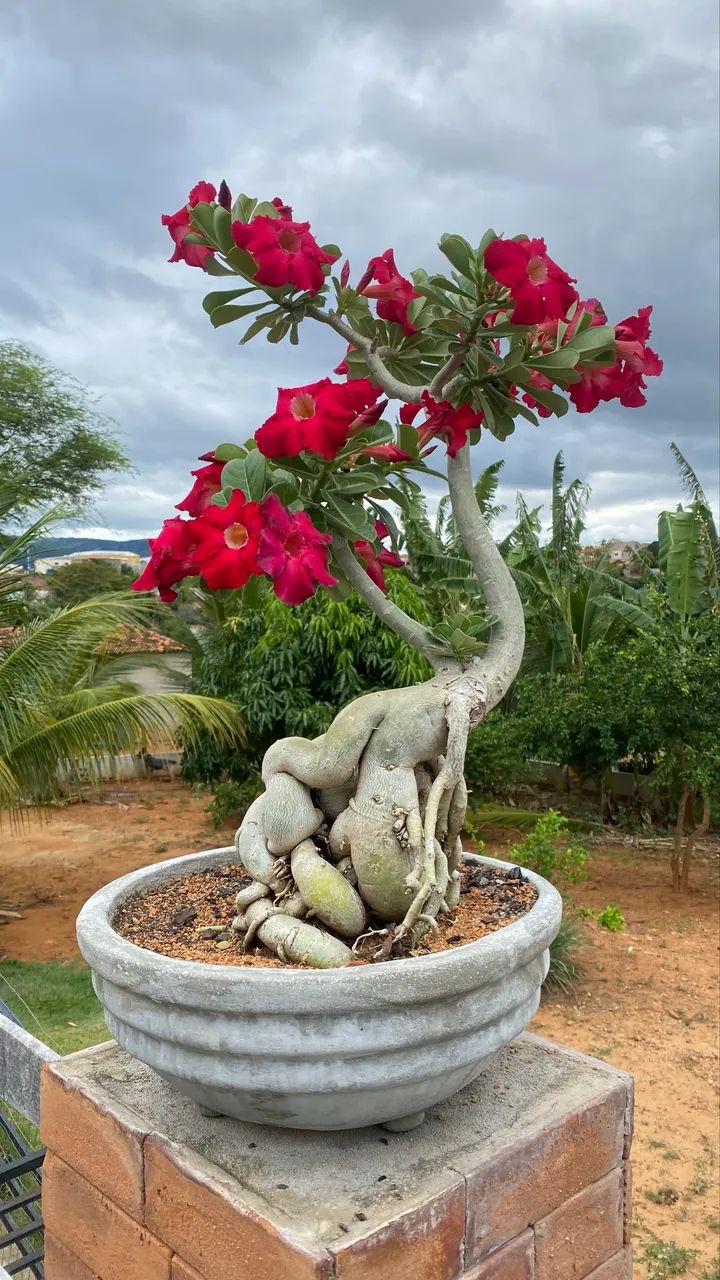 Rosa do deserto - Foto 2