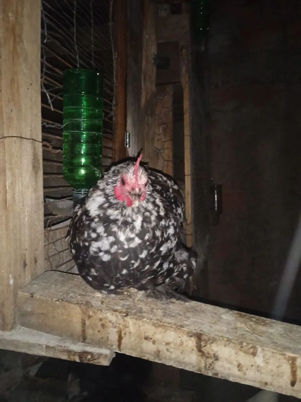 Galinha 