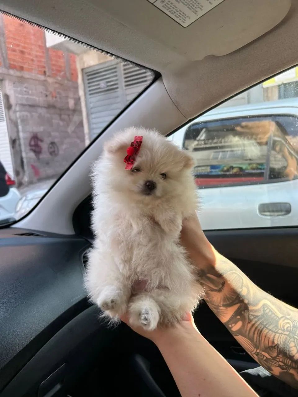 Spitz alemão o filhote que vai roubar corações 