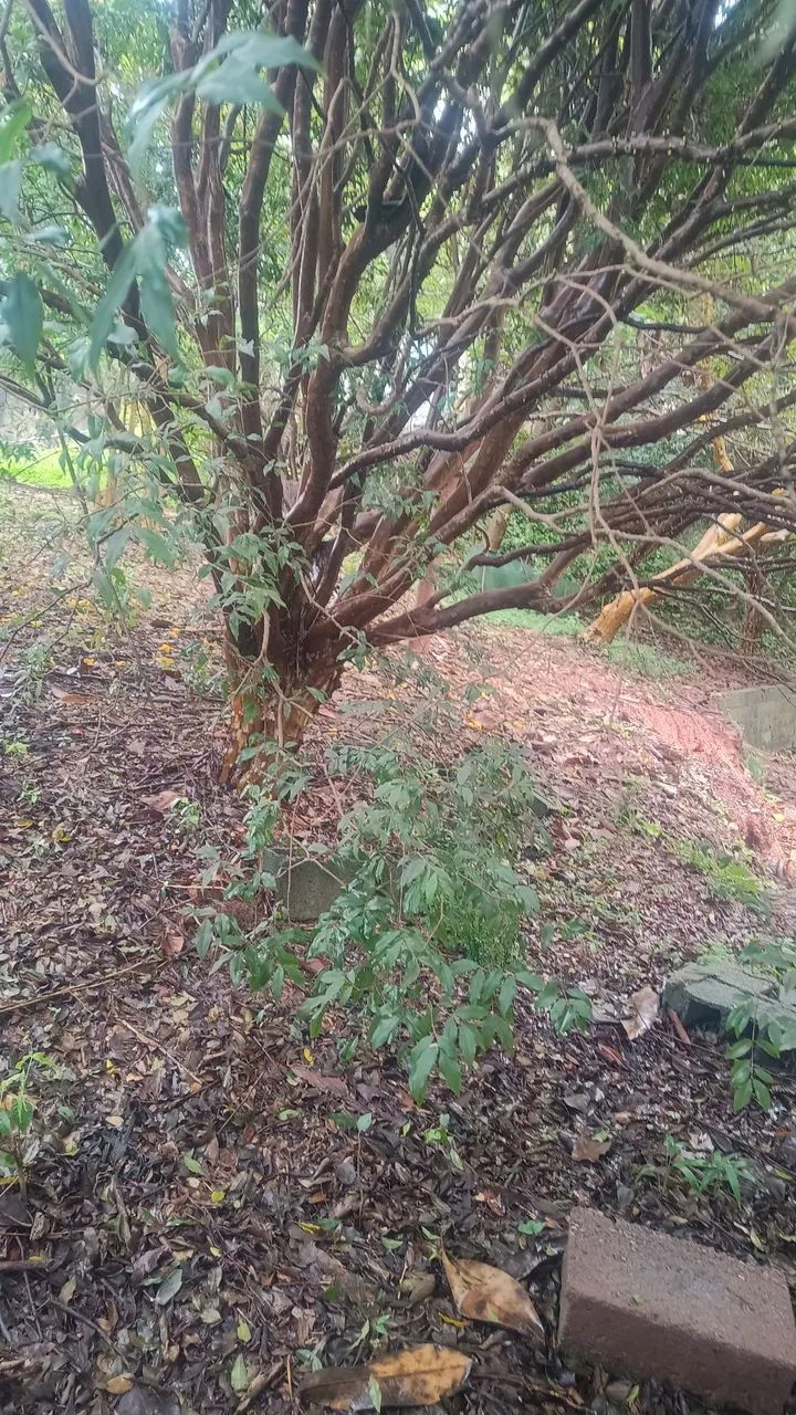 jabuticabeira  - Foto 2