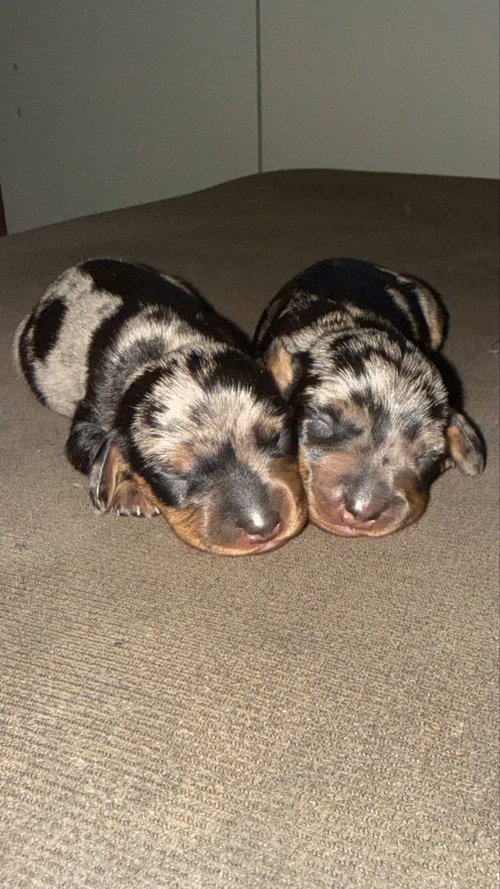 Filhotes de Dachshund alerquim mini para reserva