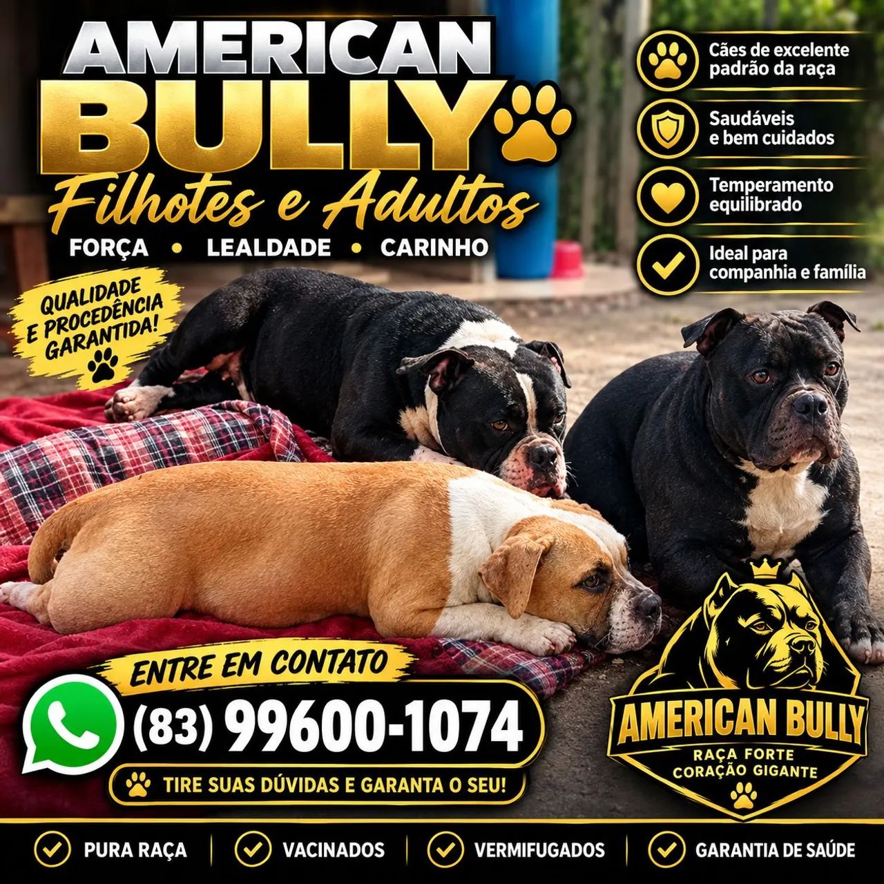 Filhotes de american bullly 