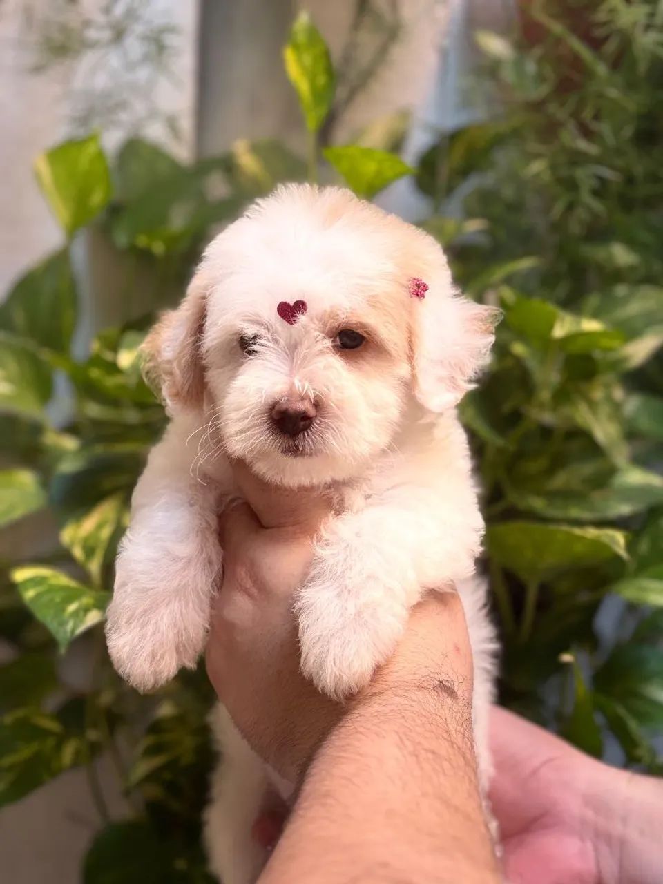 POODLE  - Foto 5