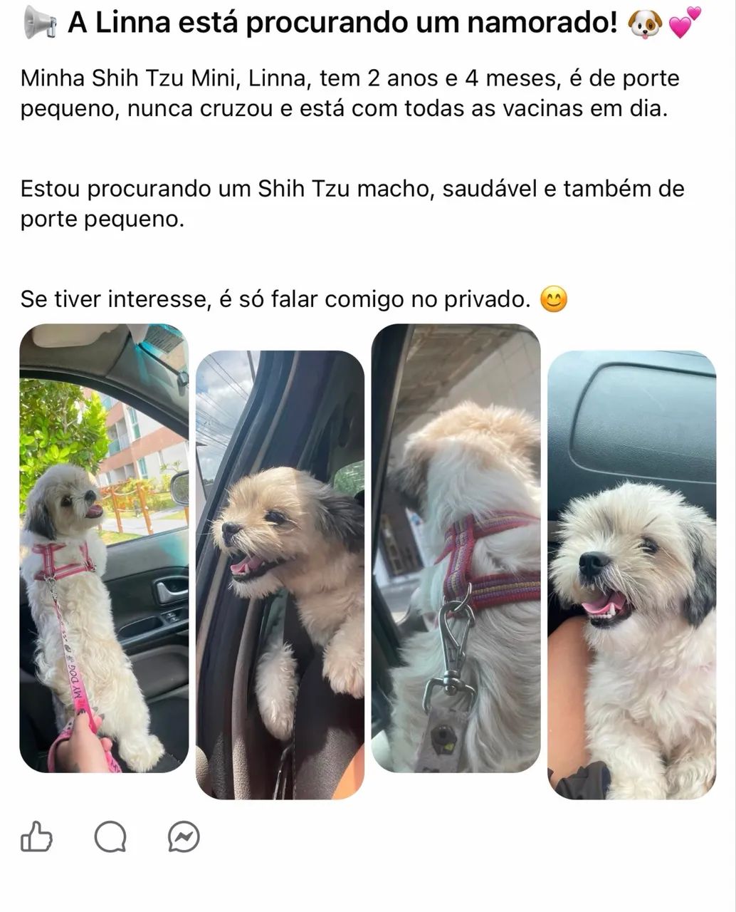 Shitszu 