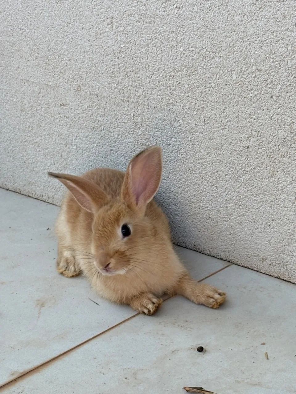 Vendo Coelhos Filhotes