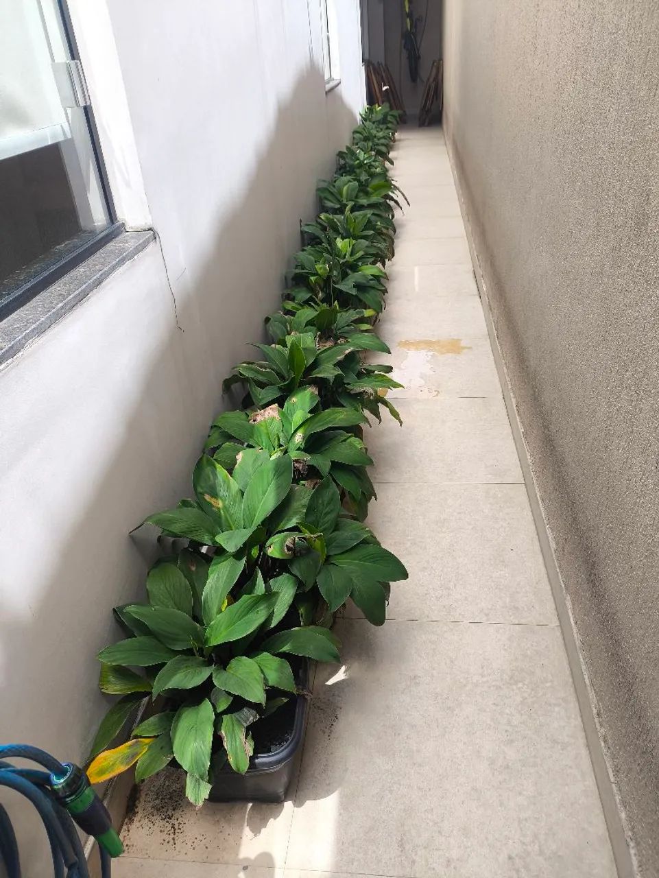 Vende-se muda de zamioculca e lírio da paz - Foto 4
