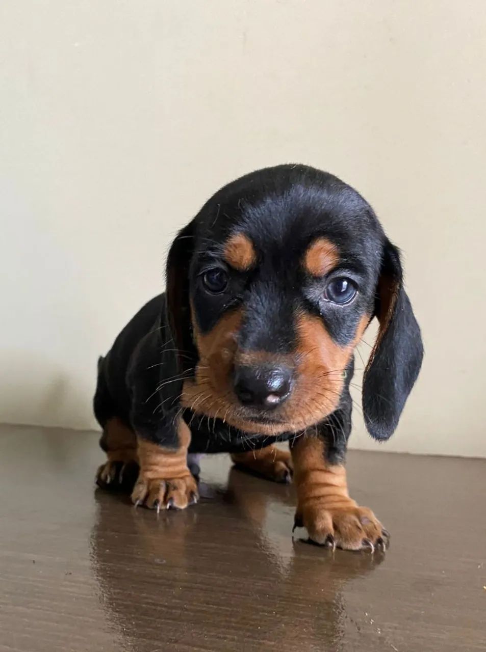 Dachshund- Amor que late 