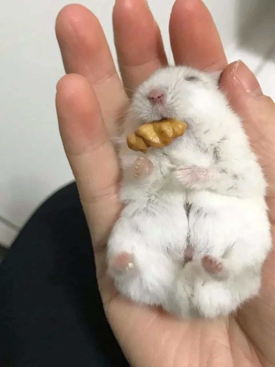 Esquilo da Mongólia (Gerbil) - Foto 5