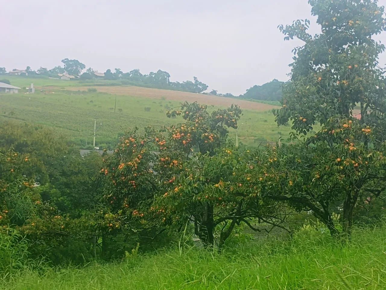 Área caxambu  - Foto 2