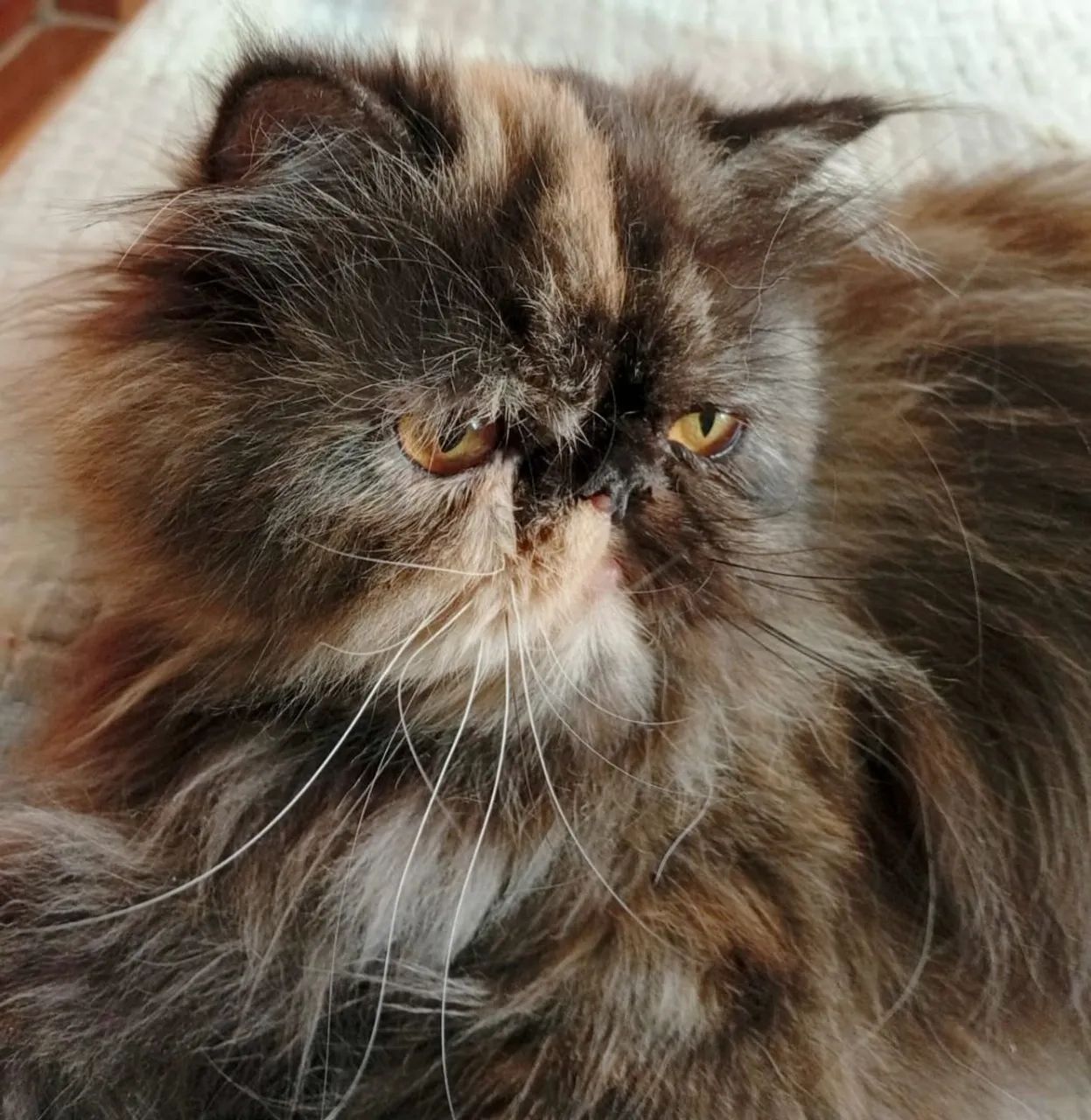 Filhotes de persa disponível! - Foto 2