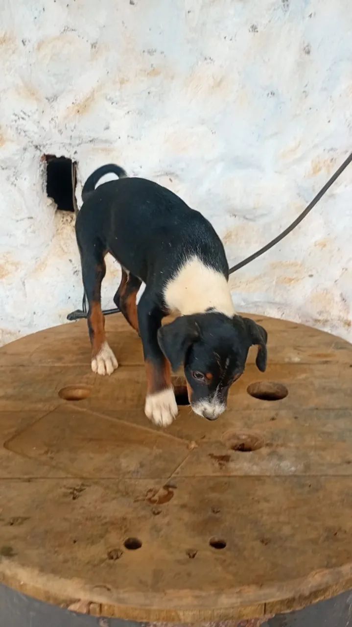 Doacao  - Foto 5