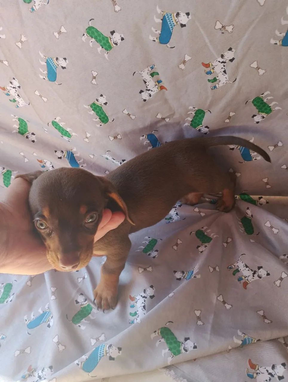 Dachshund macho chocolate - Foto 3