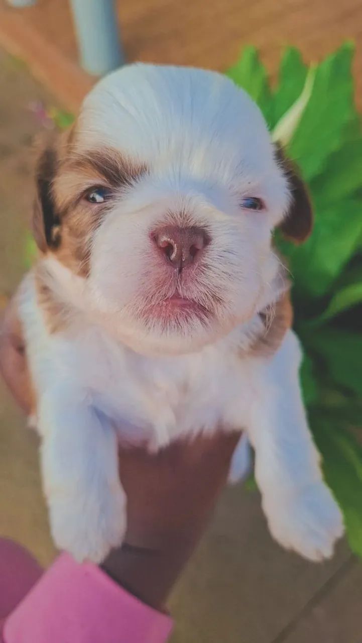 Shitzu Macho disponível  - Foto 4