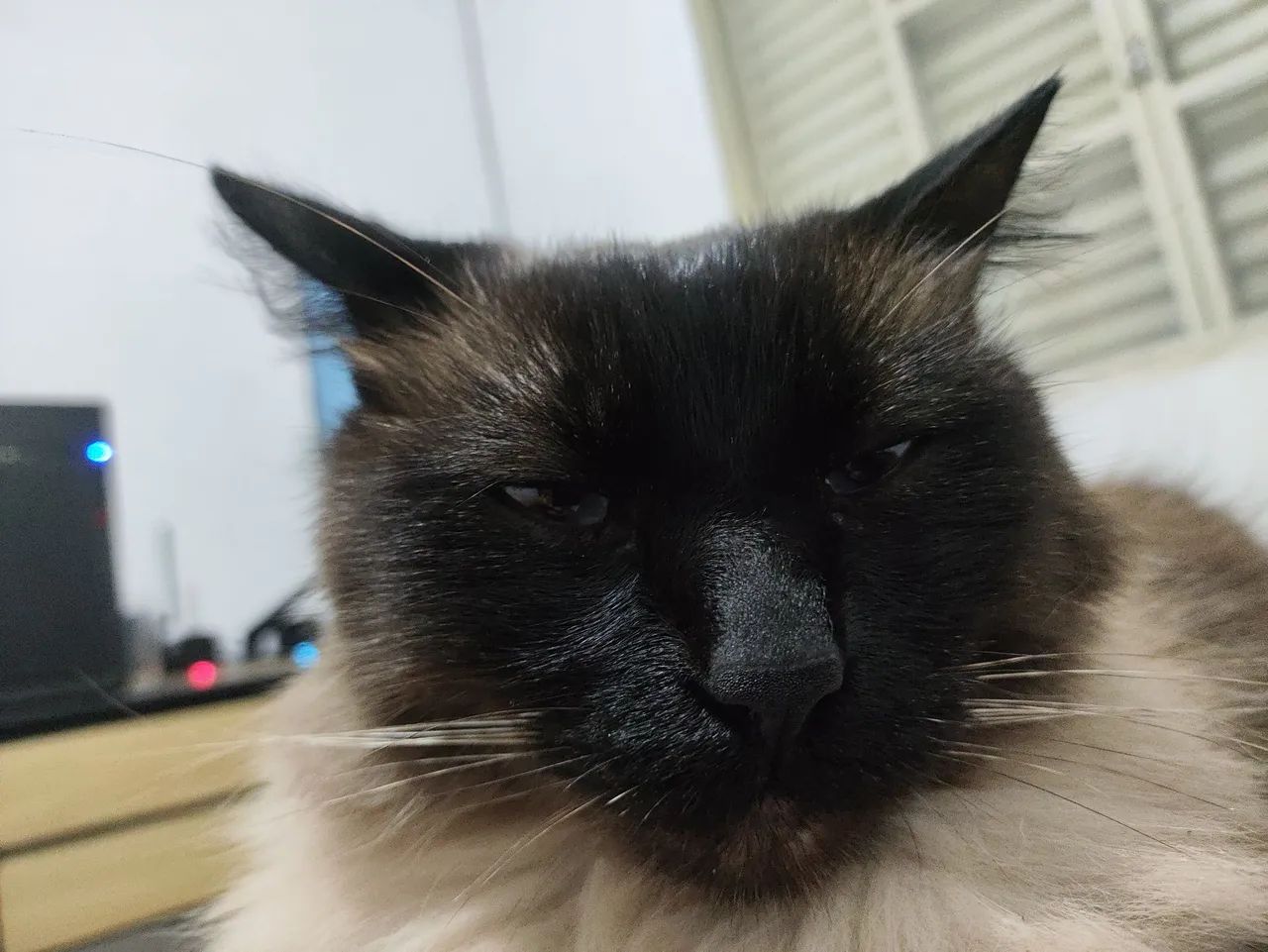 gato