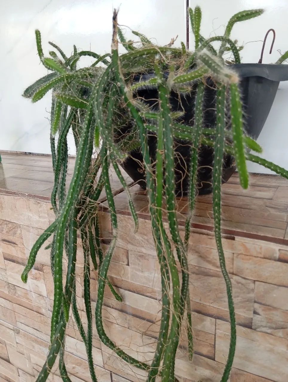 Suculenta  - Foto 2